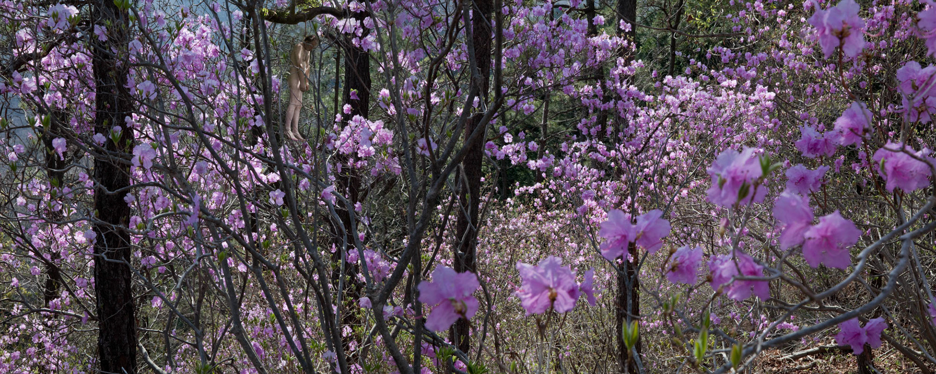 Poslední květiny, 2011