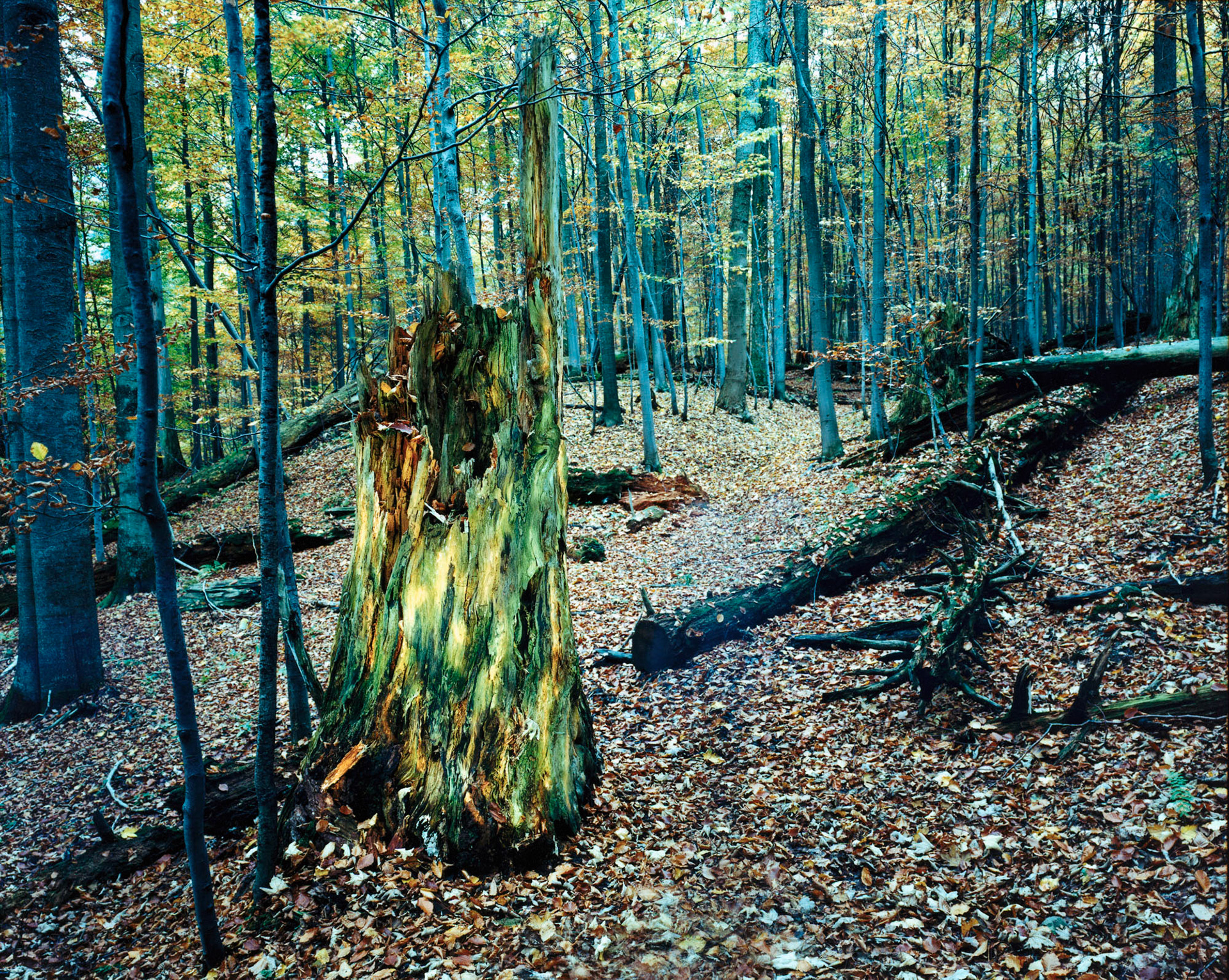 Woodspirit, 2001