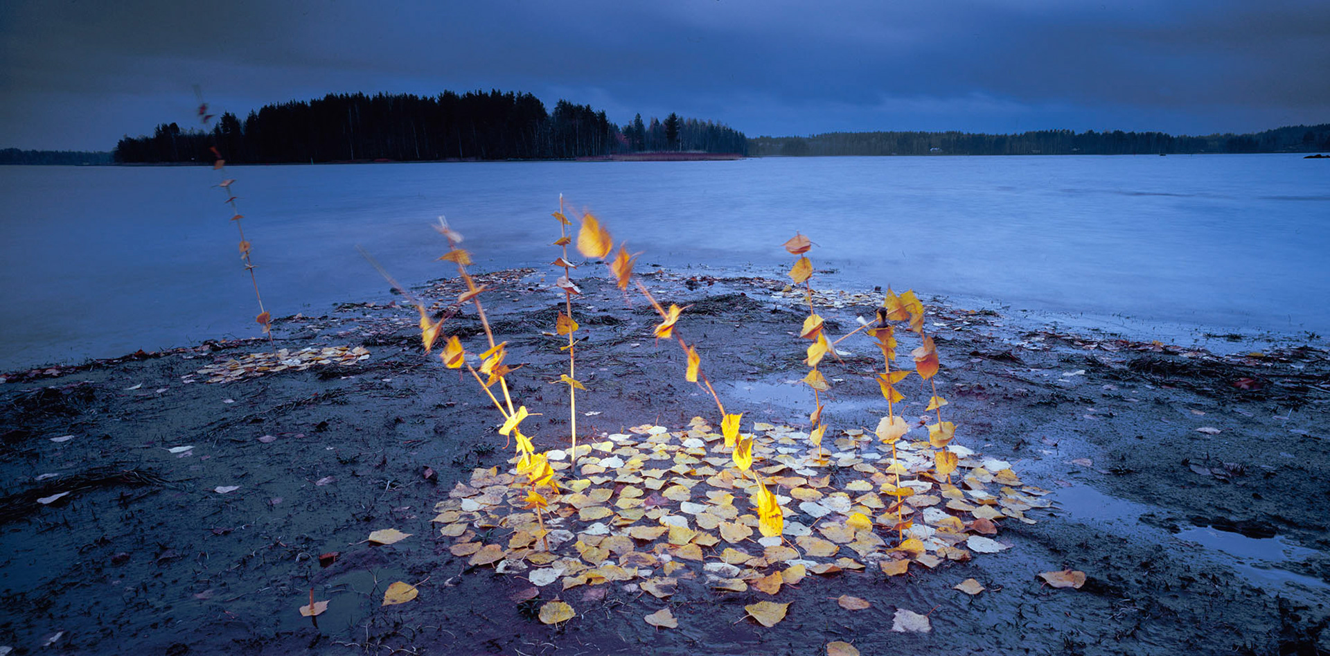 Strange Makkara, 2006