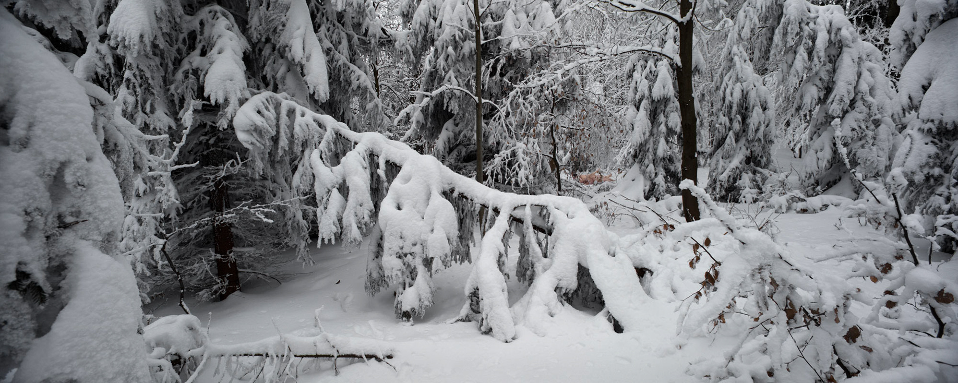Zimní vášeň, 2010