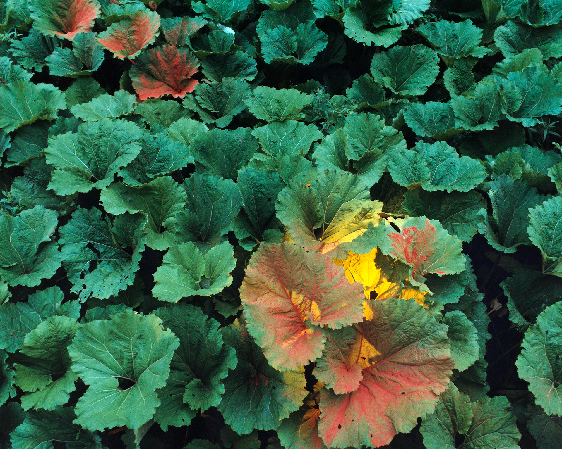 What do you hide, 1988