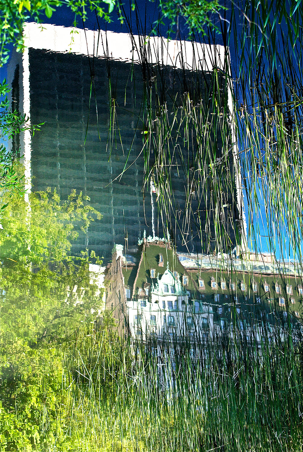 The Swamp
