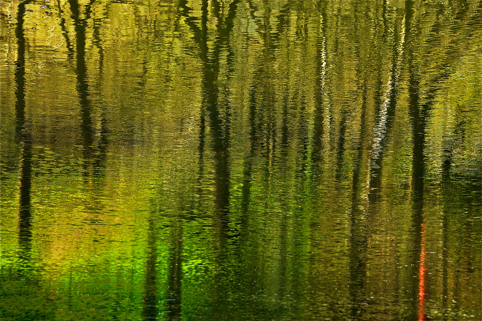 The Forest