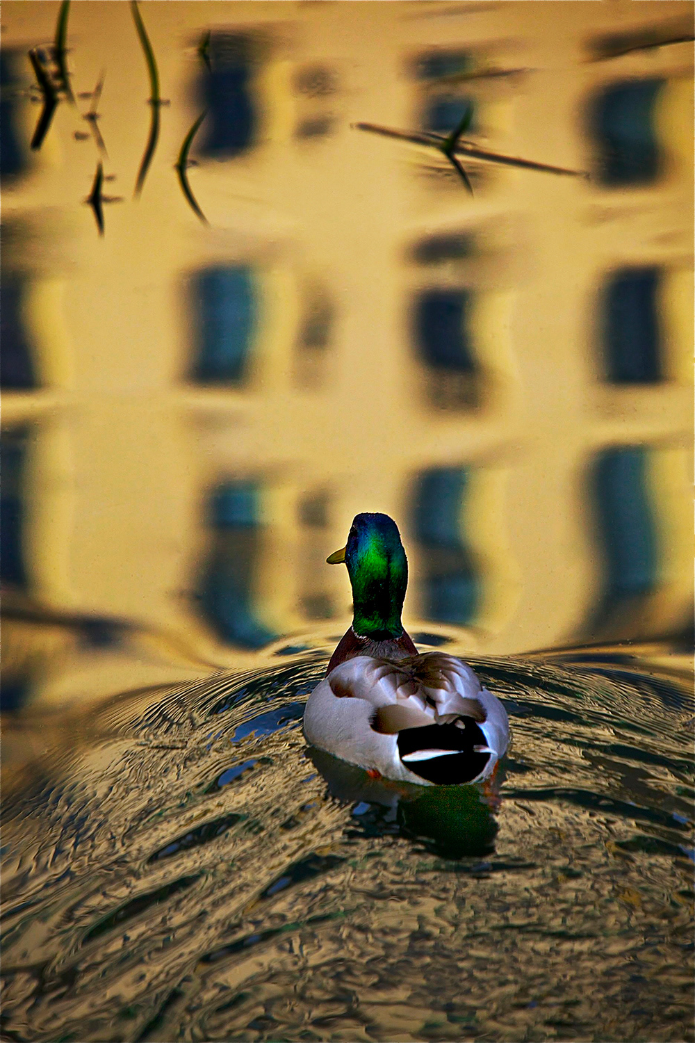 The Voyeur