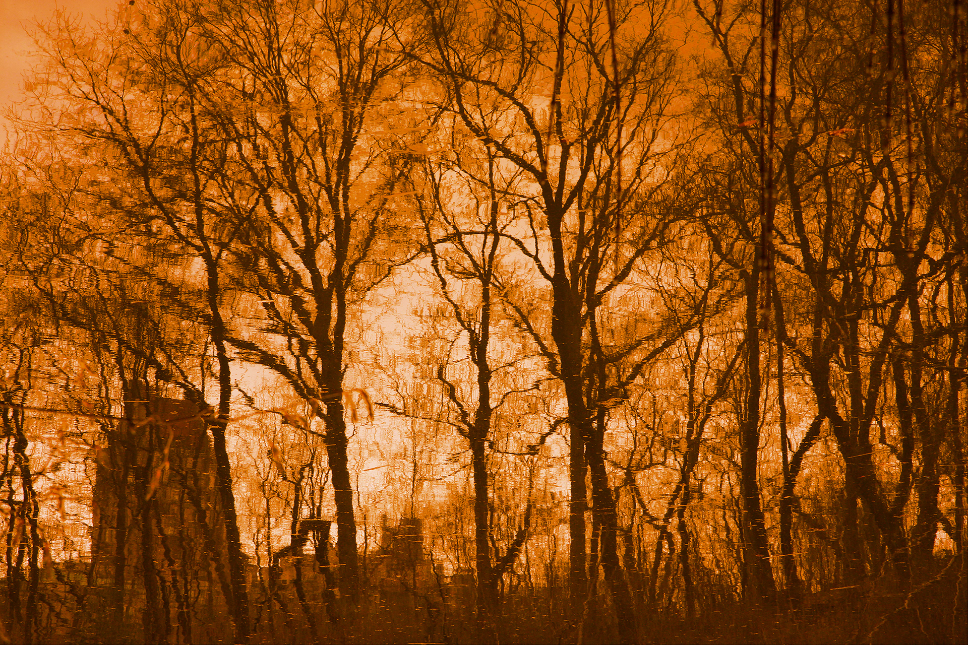 Enchanted Forest