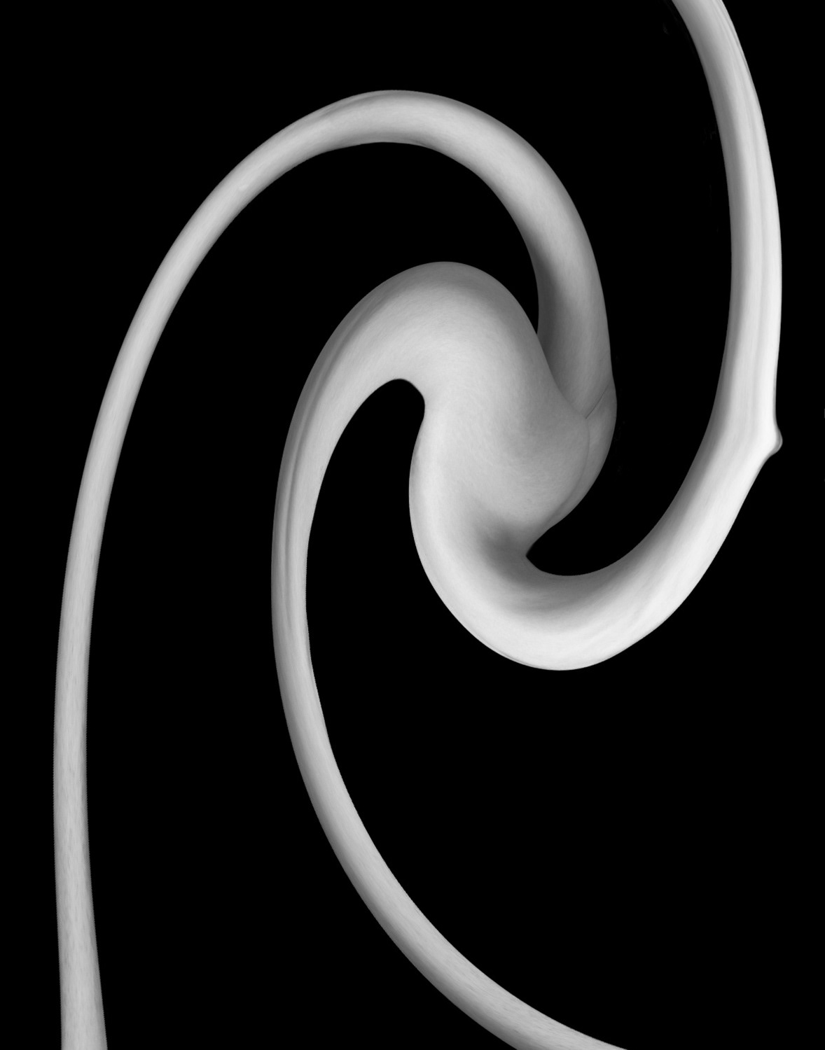 The Contortionist (spin art of a nude model)
