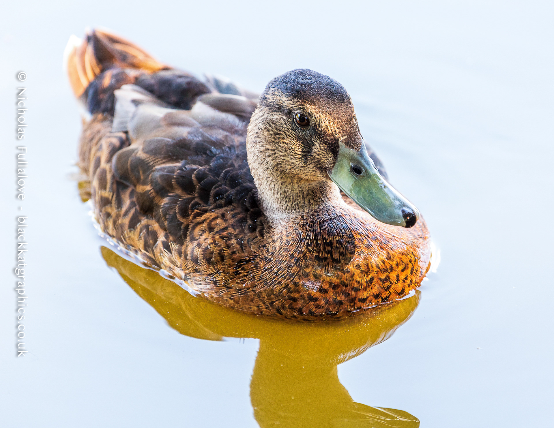 Female Mallard Duck