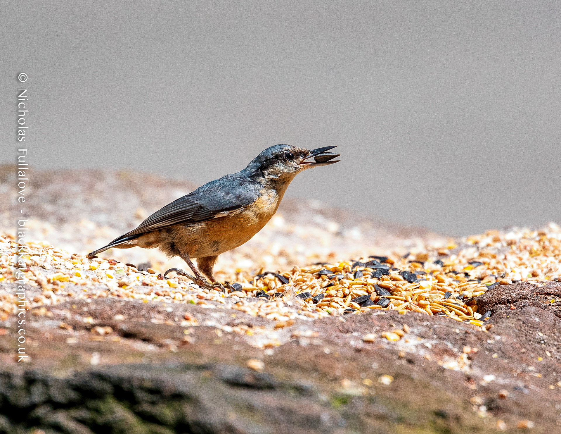 Nuthatch