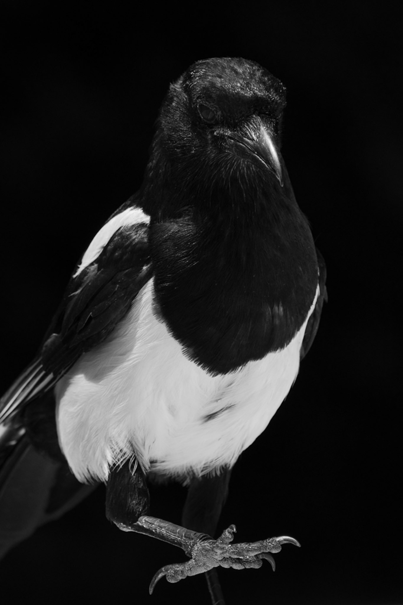 Pica gostingensis – Foto: Christian Lapp