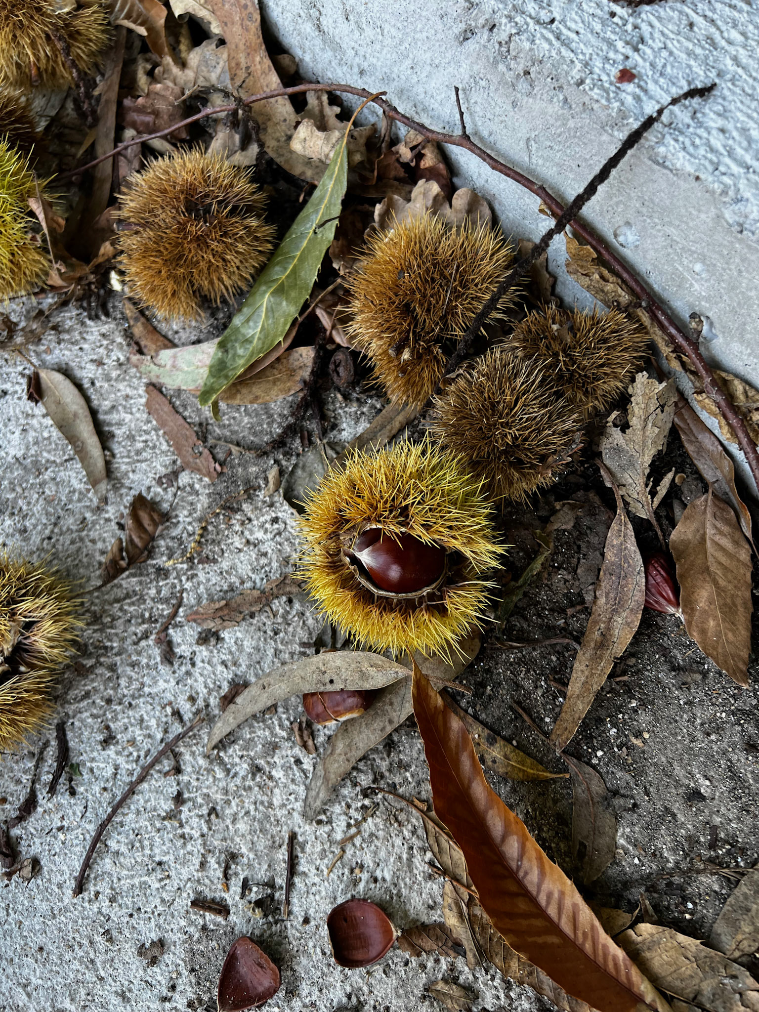 Chesnuts Everywhere!