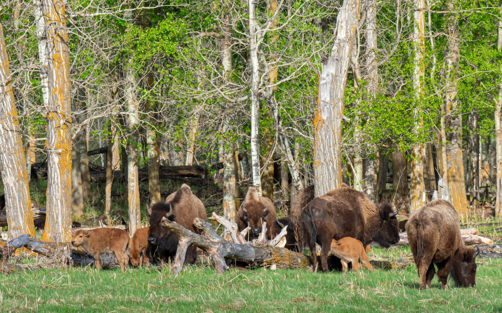 Plains Bison