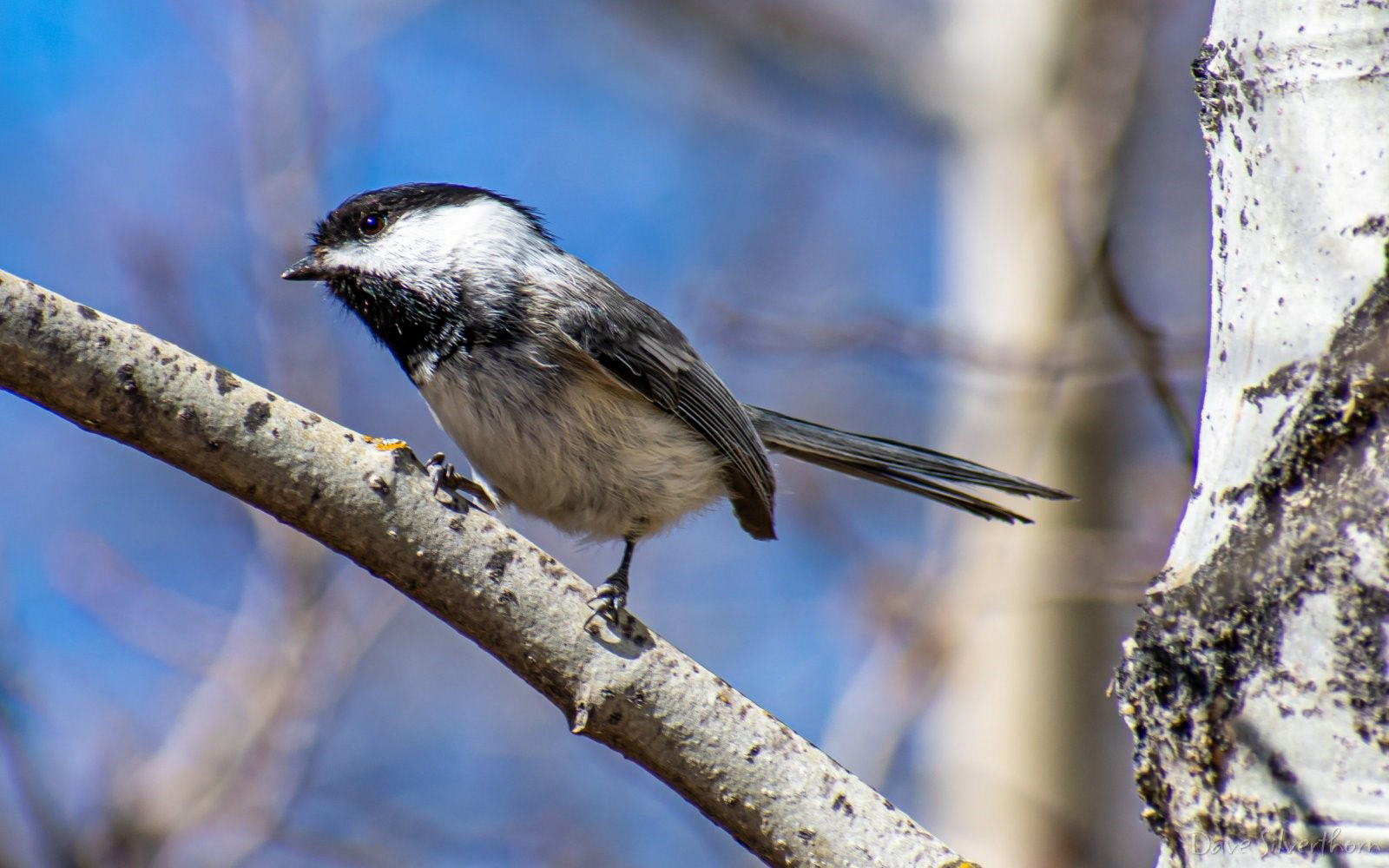 Black Capped Chickadee