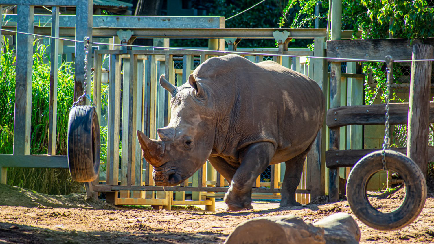 Southern White Rhinoceros