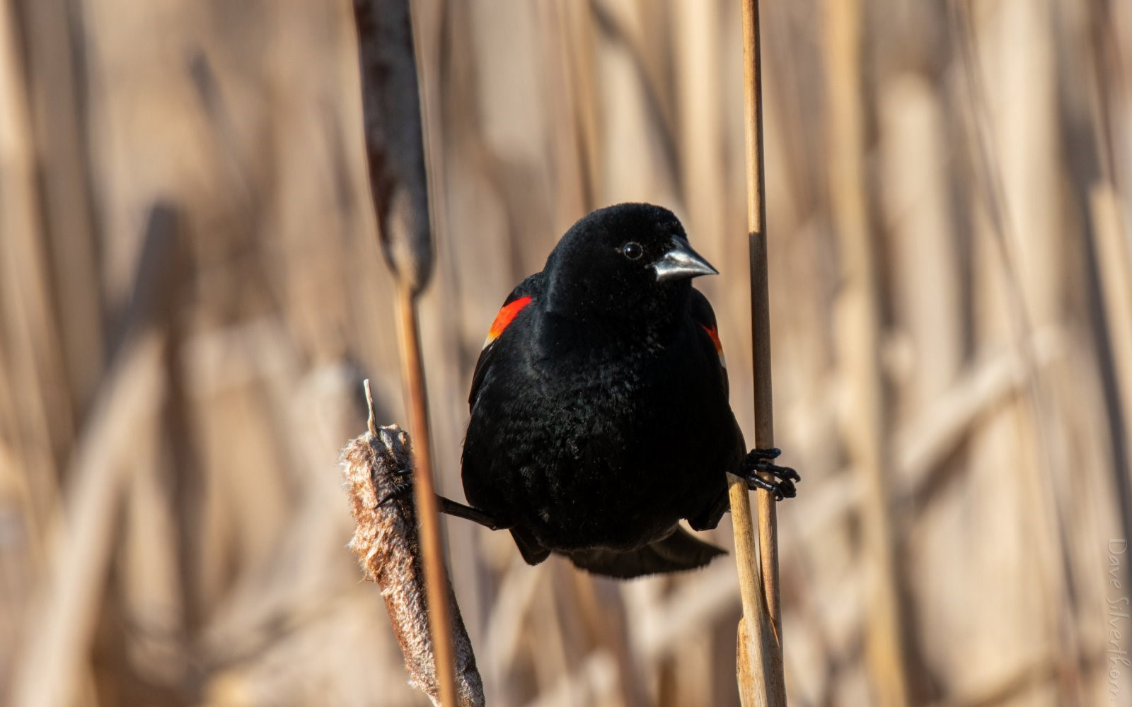 Red-winged Blackbird