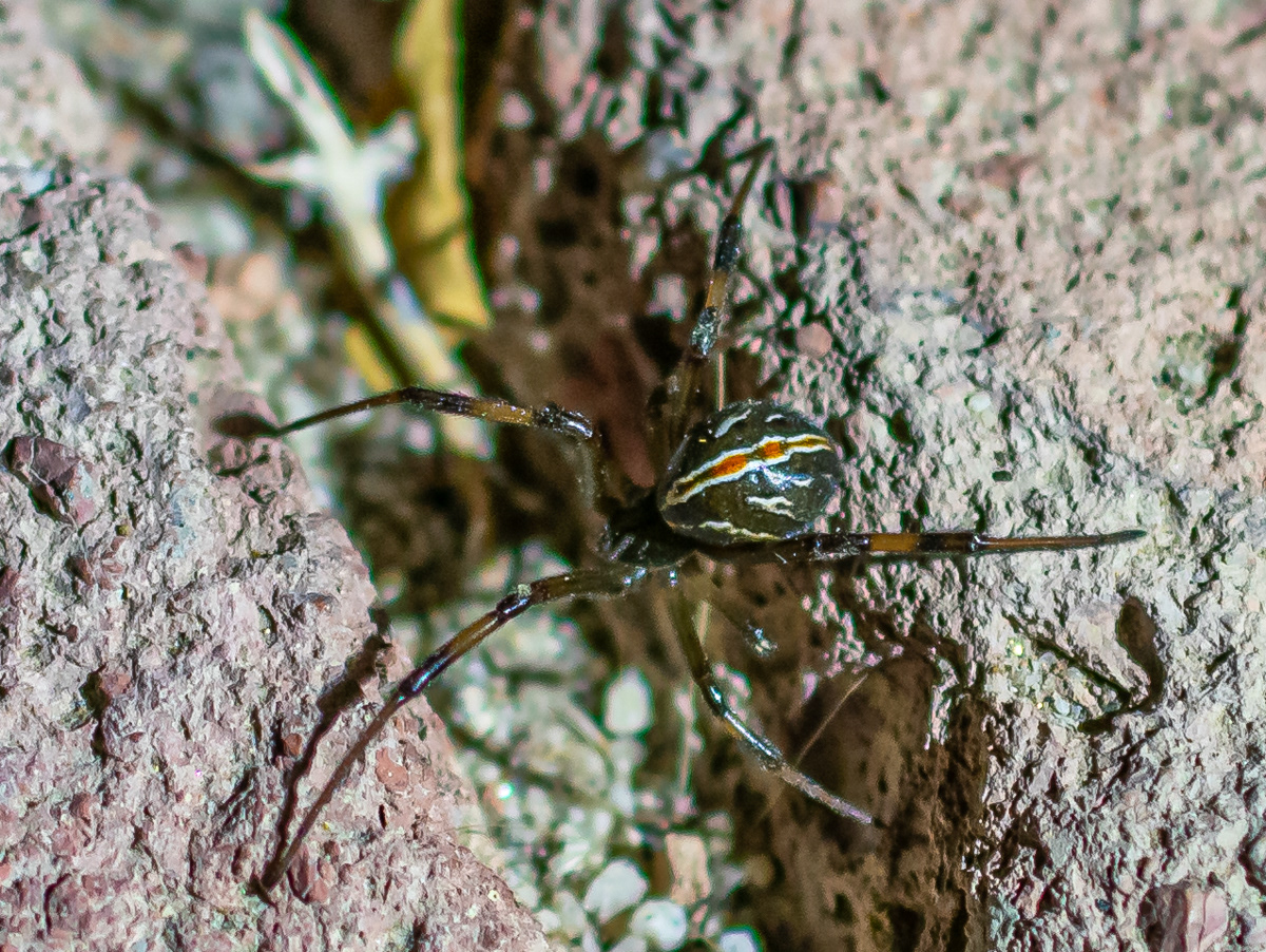 Male Black Widow Spider