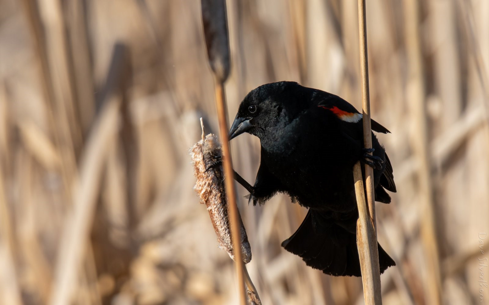 Red-winged Blackbird