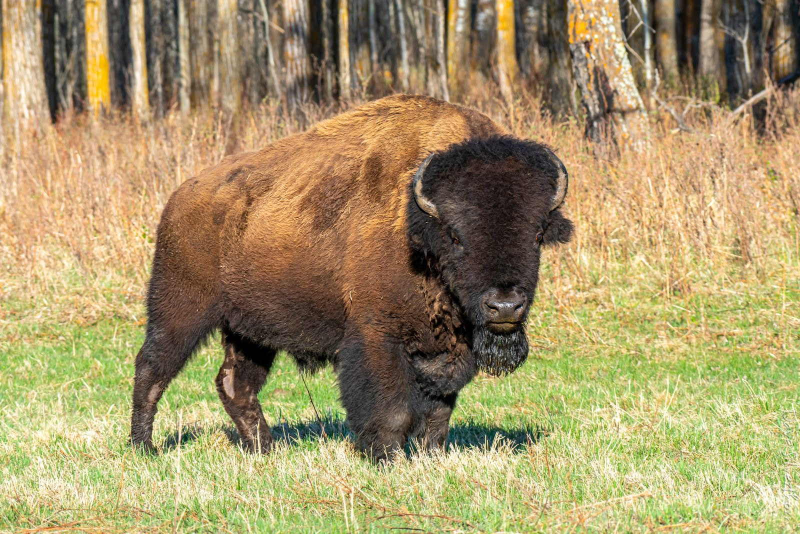 Plains Bison