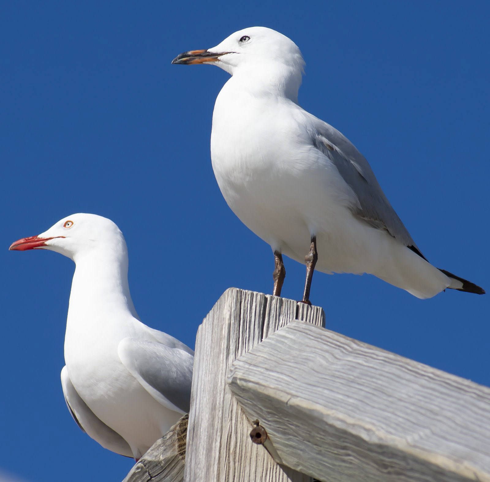 Silver Gull