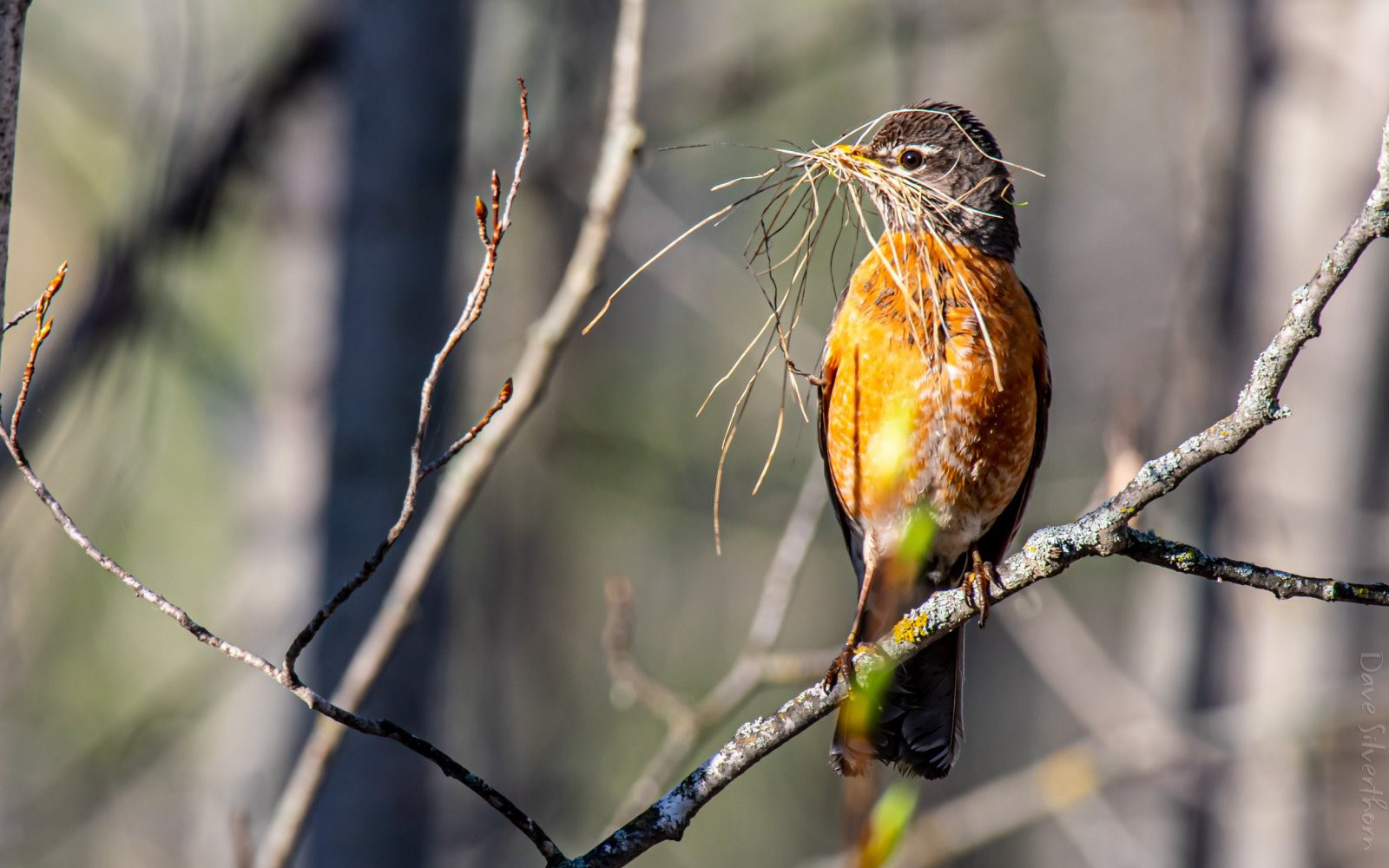 American Robin