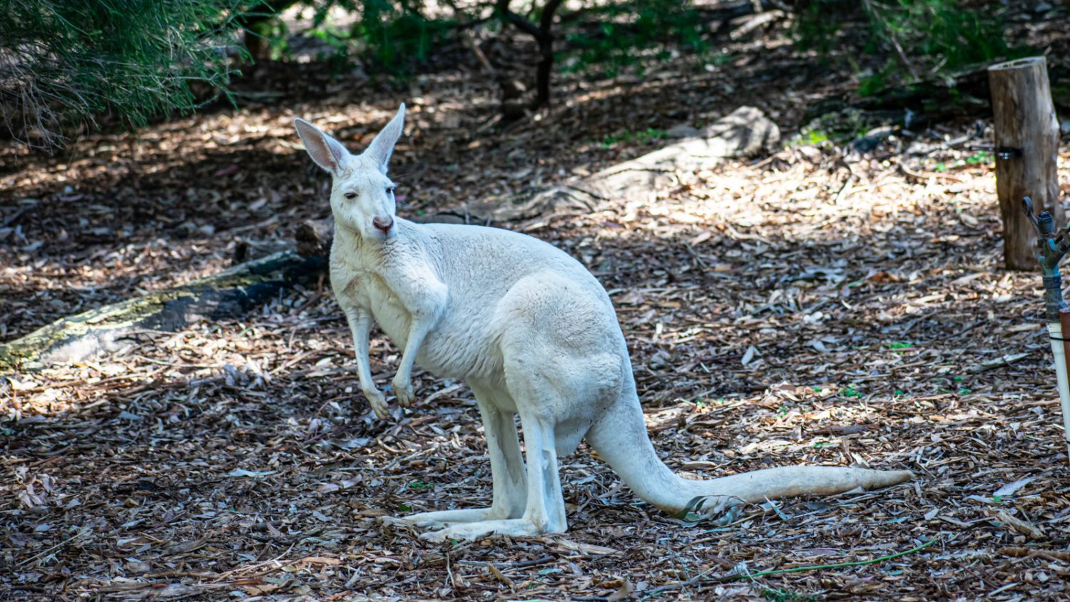 Albino Kangaroo