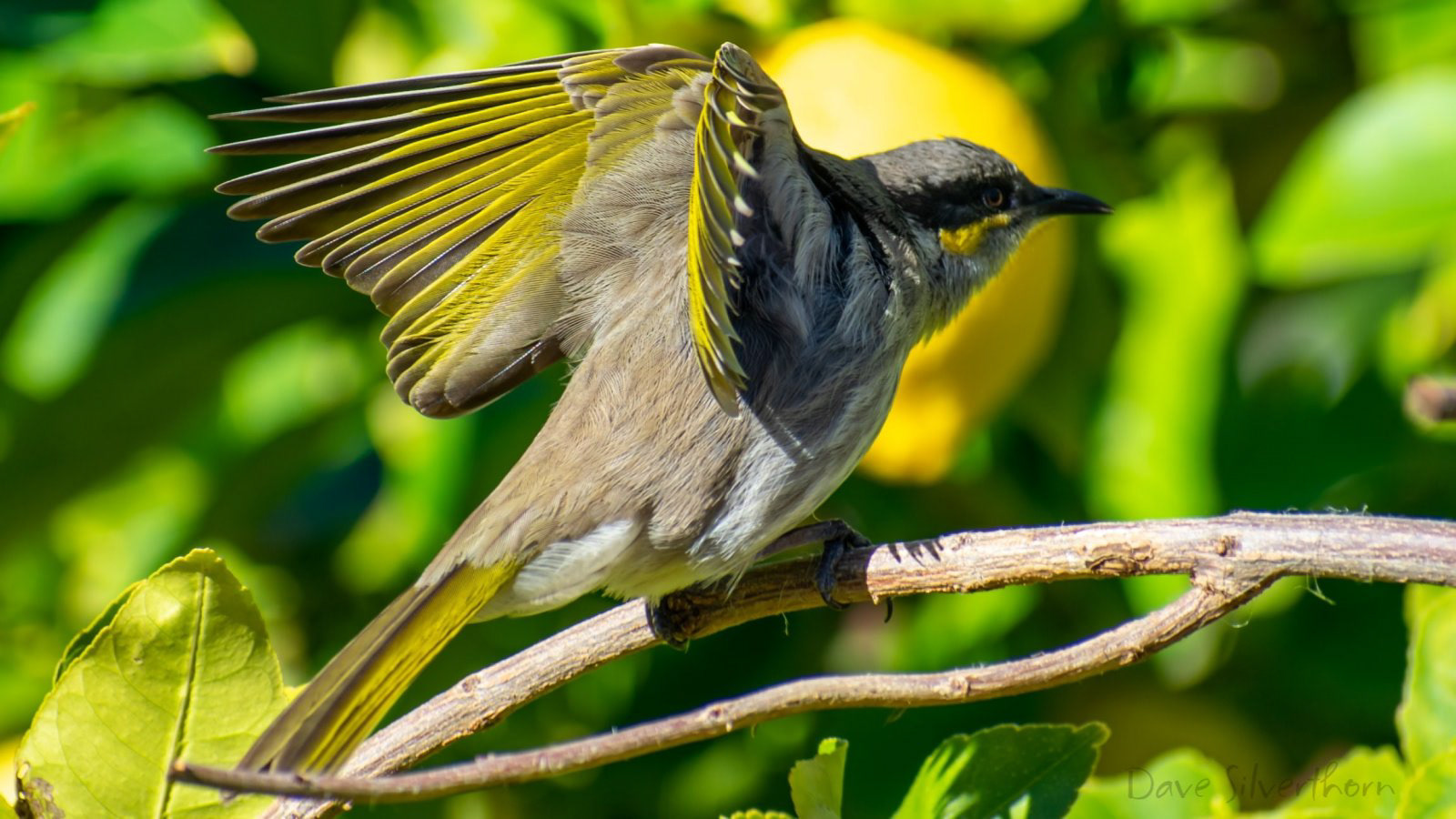 Brown Honeyeater