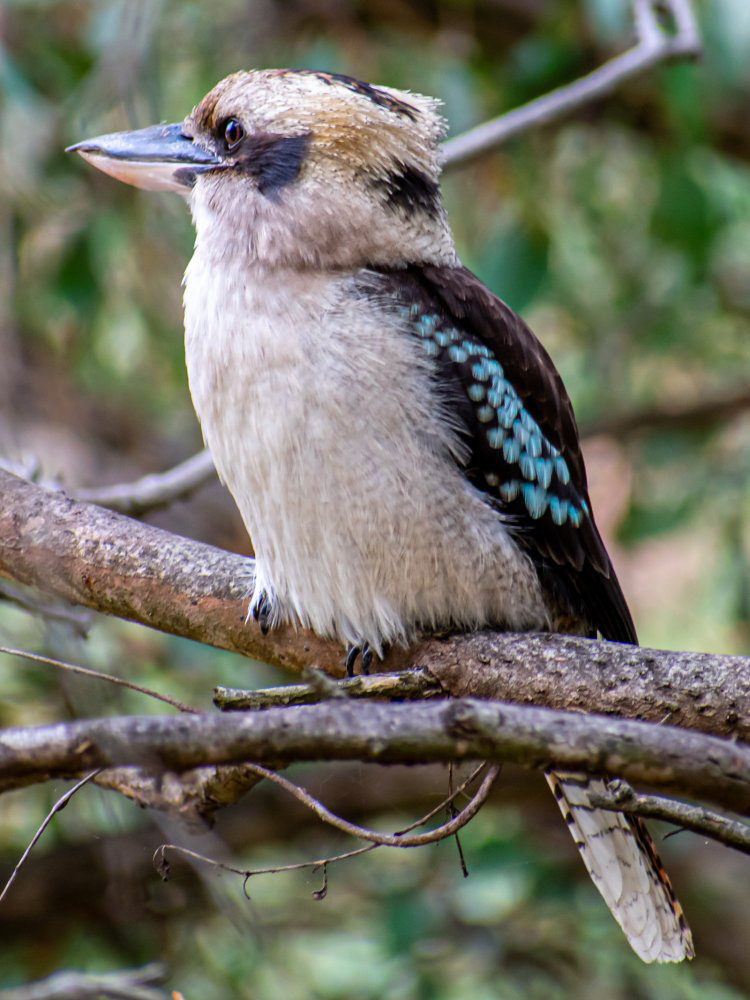 Laughing Kookaburra