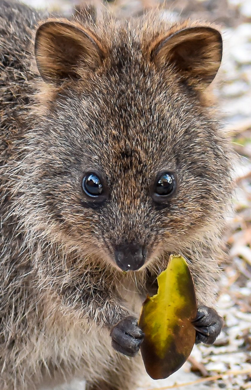 Young Quokka