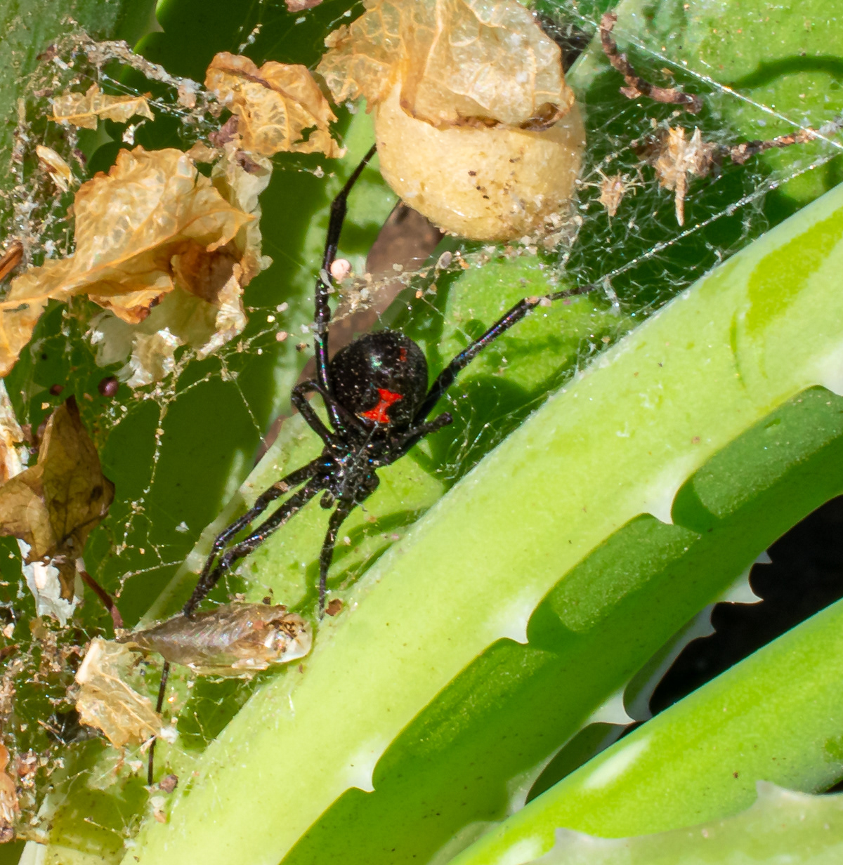 Female Black Widow Spider