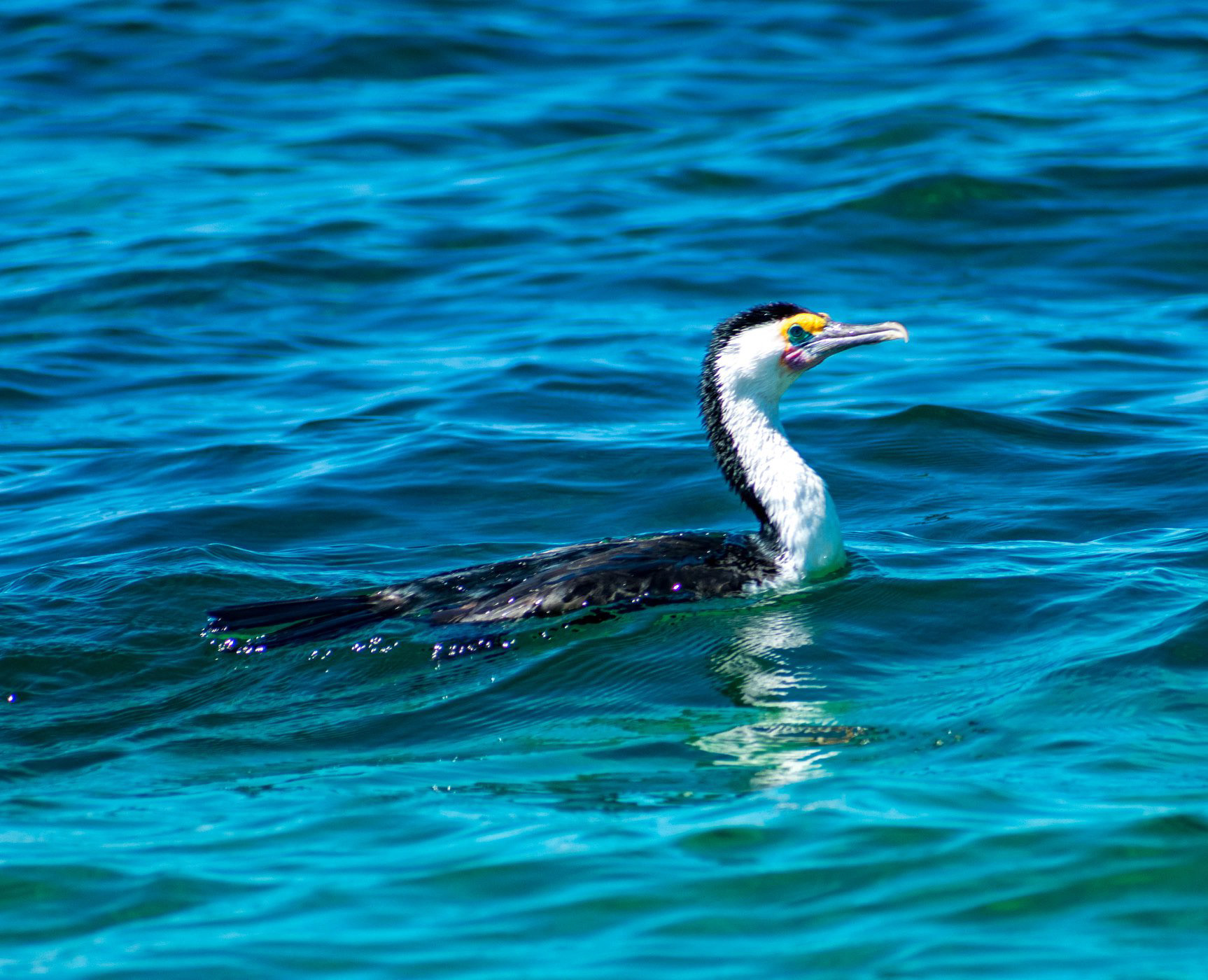 Pied Cormorant