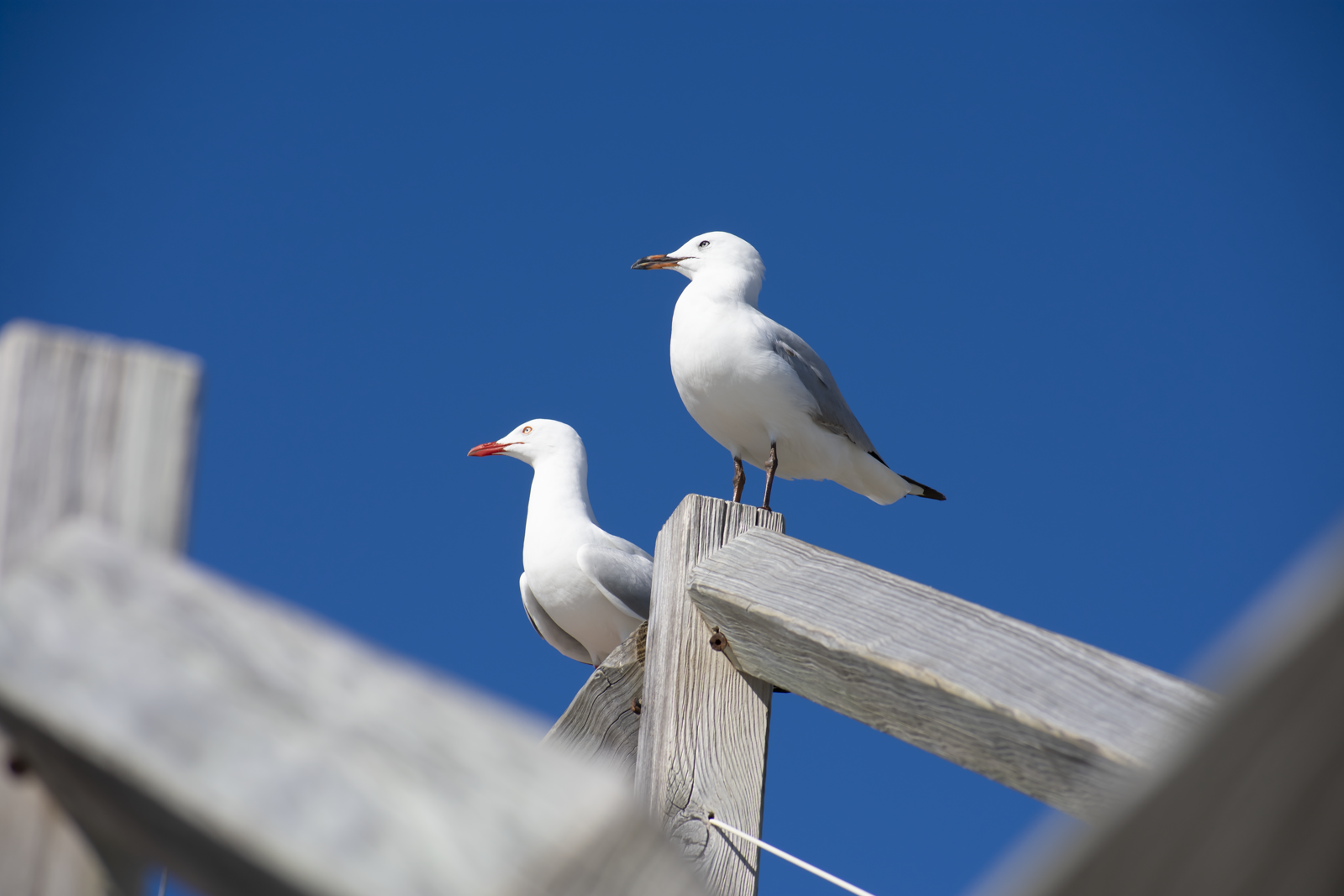 Silver Gull