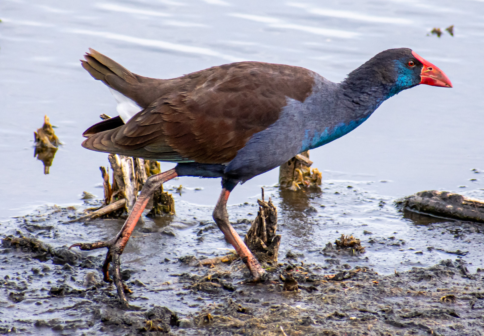 Purple Swamphen