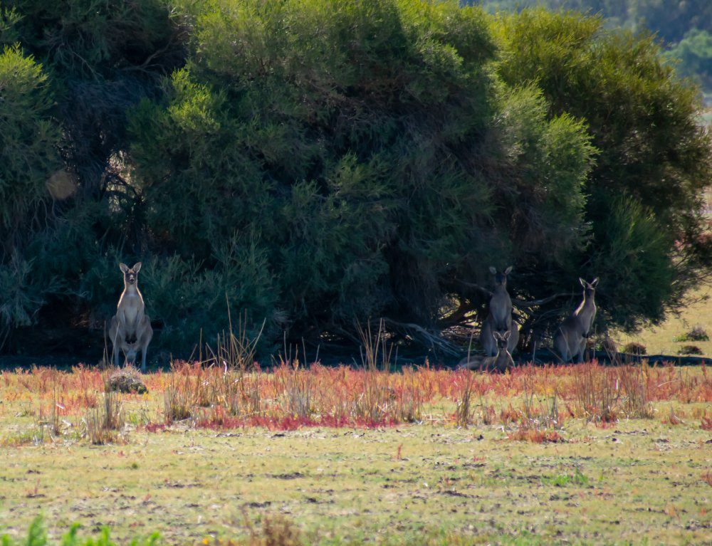 We came across some wild kangaroos on a stroll. (350 - 400 yards)