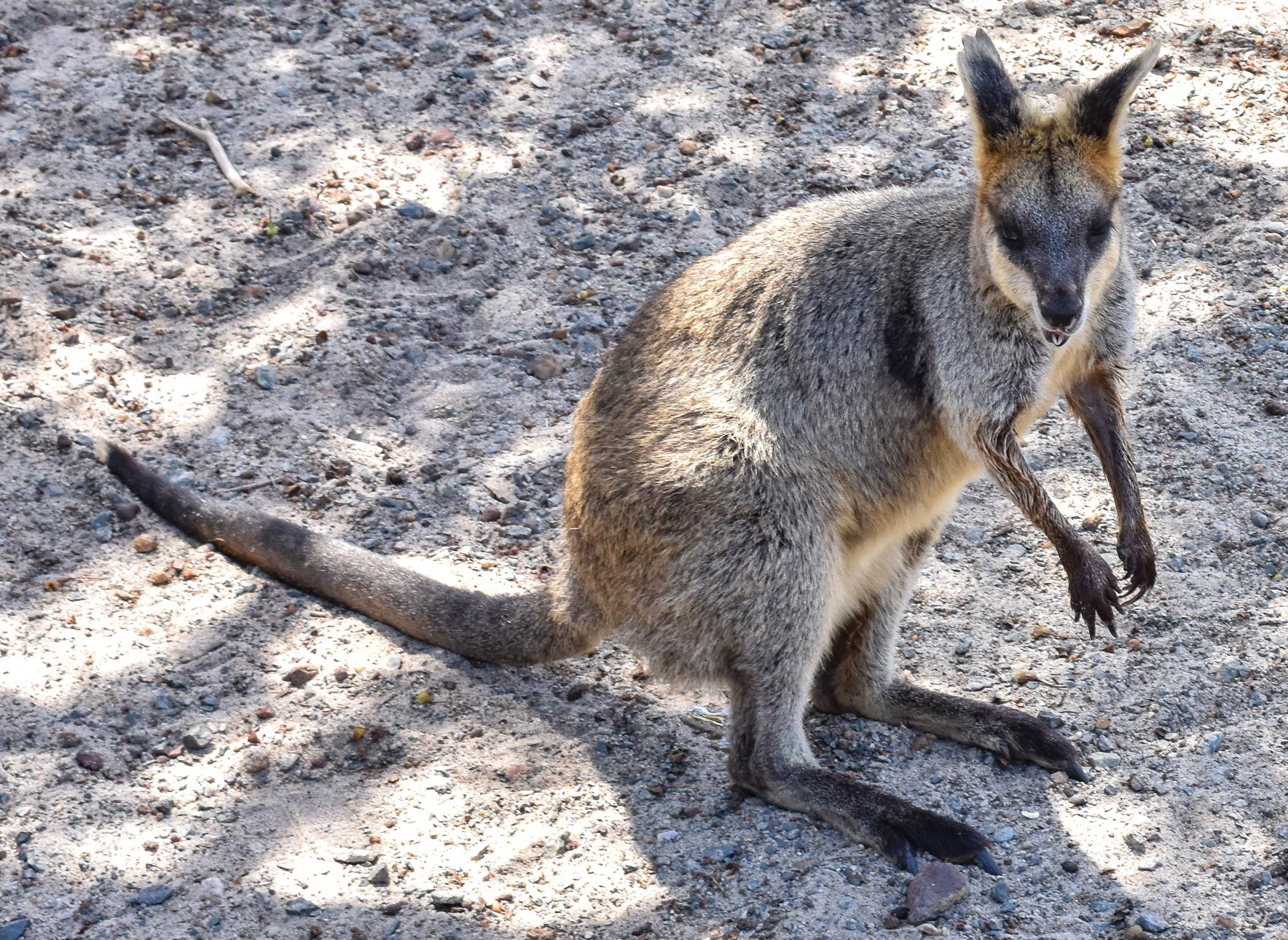 Western Australian Grey Kangaroo