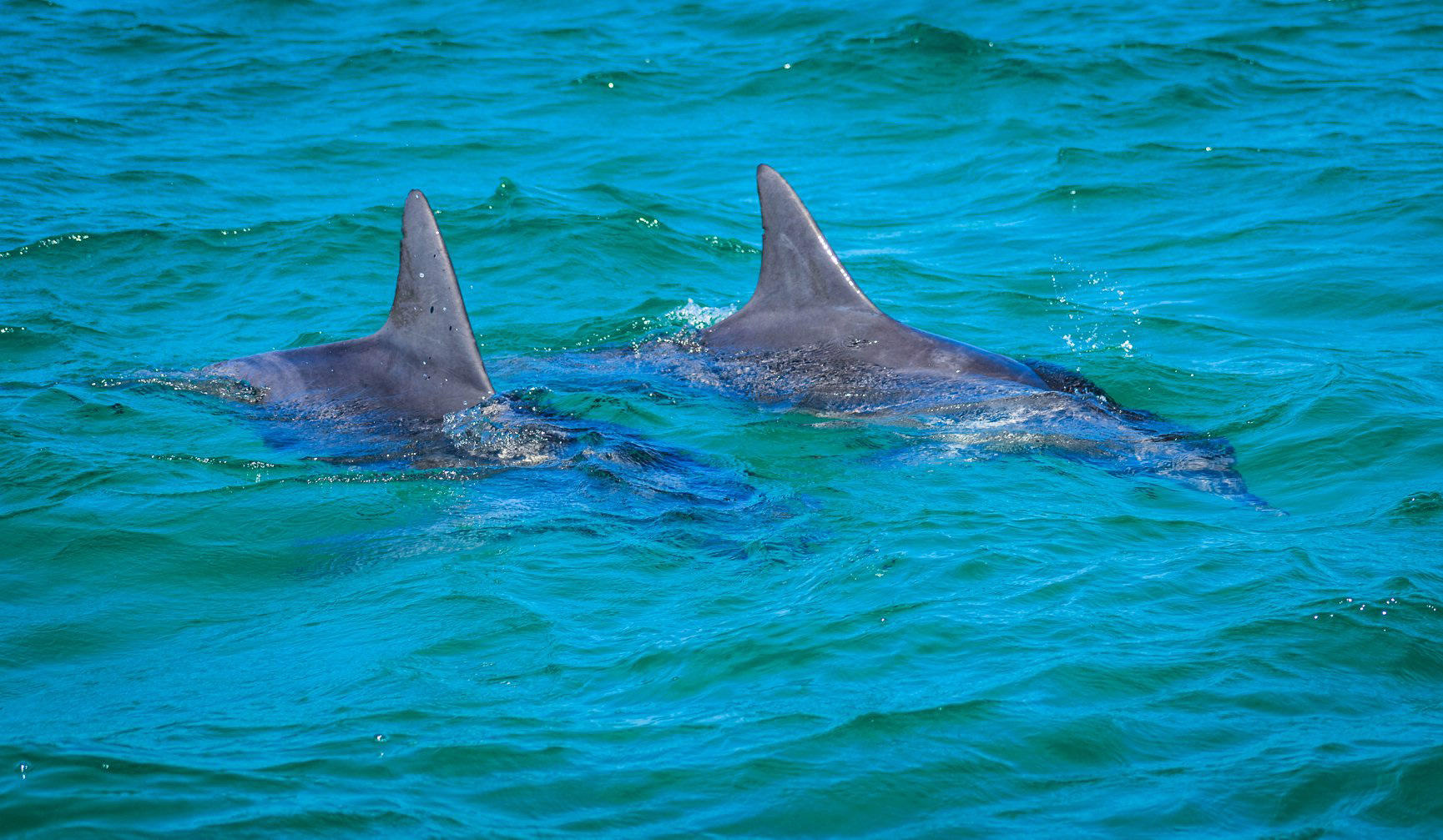 Dolphins. You can see the gouges on their fins from shark attacks.