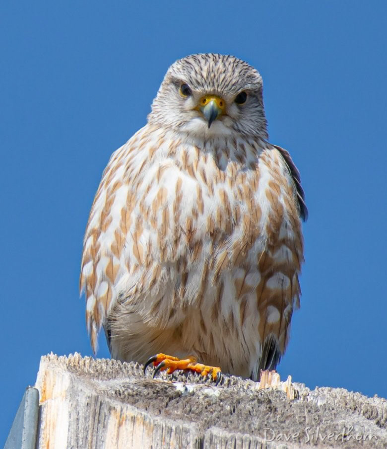 Merlin Falcon