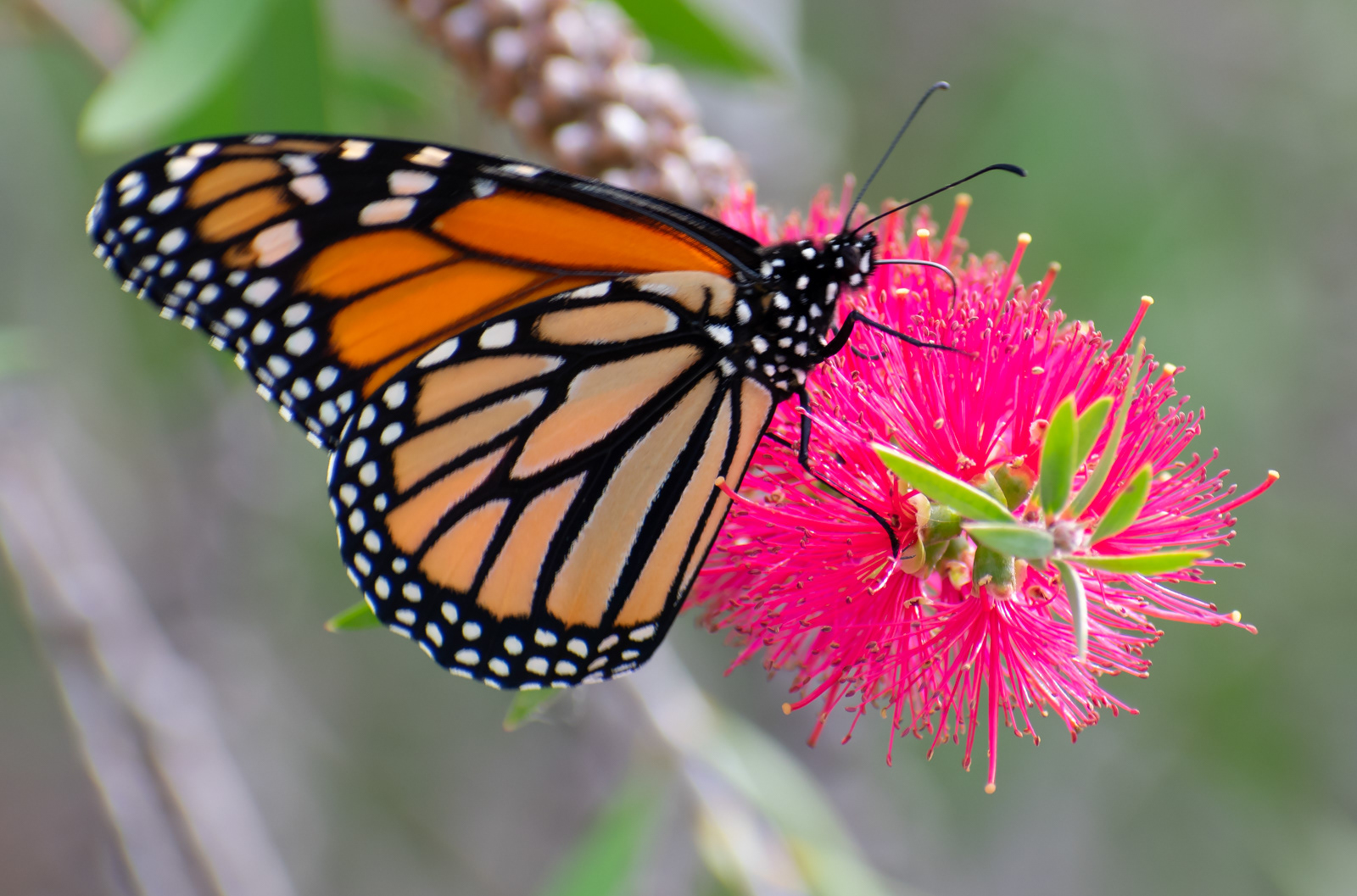 Monarch Butterfly