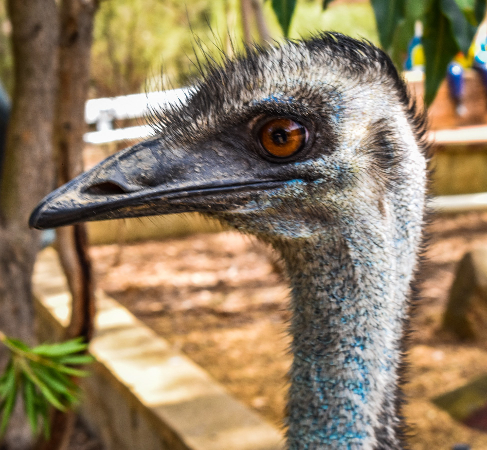 Emu