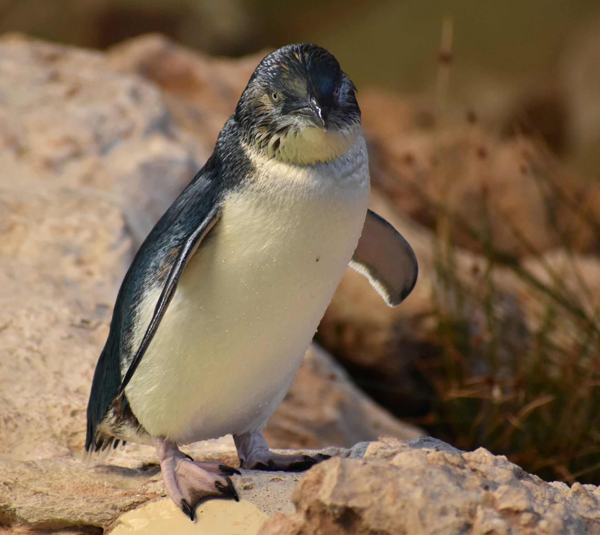Little Penguins (see notes below gallery)