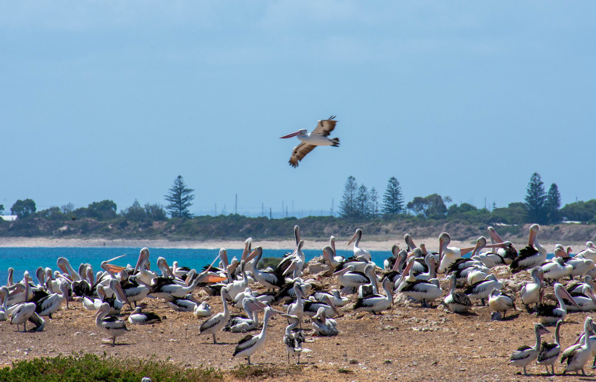 Pelican breeding ground on Penguin Island.