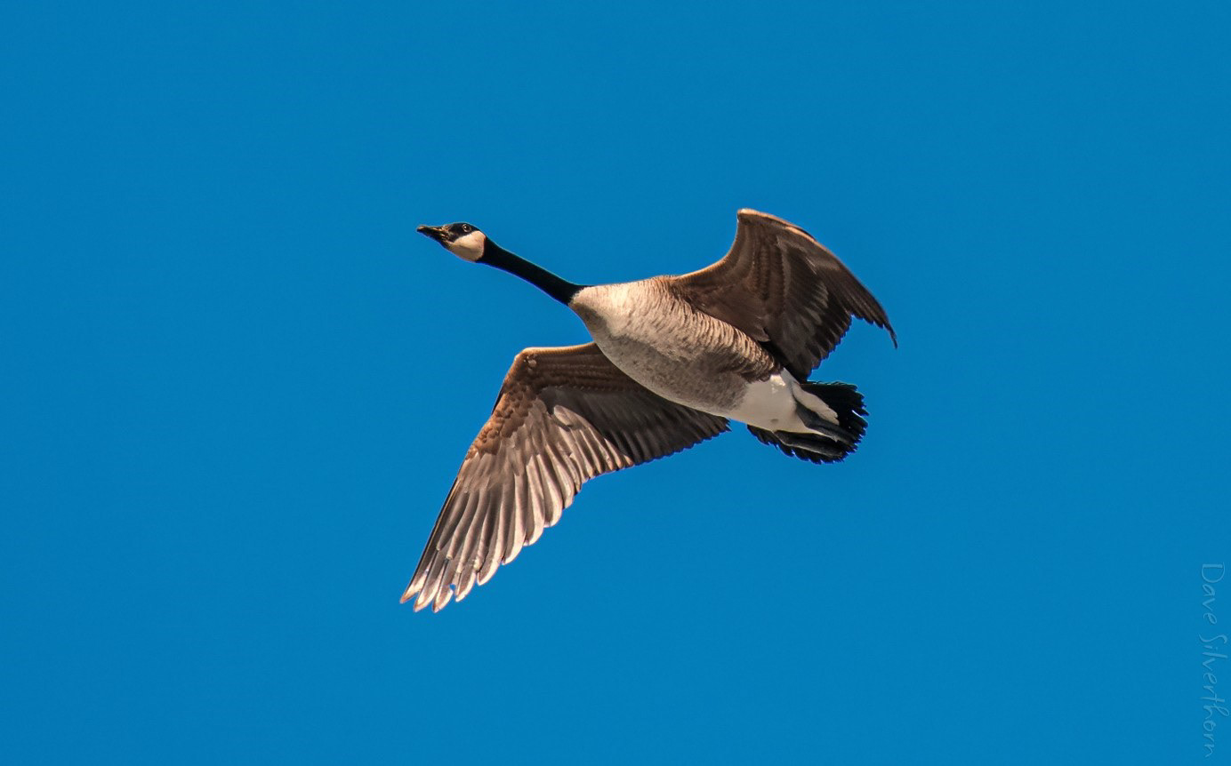 Canada Goose