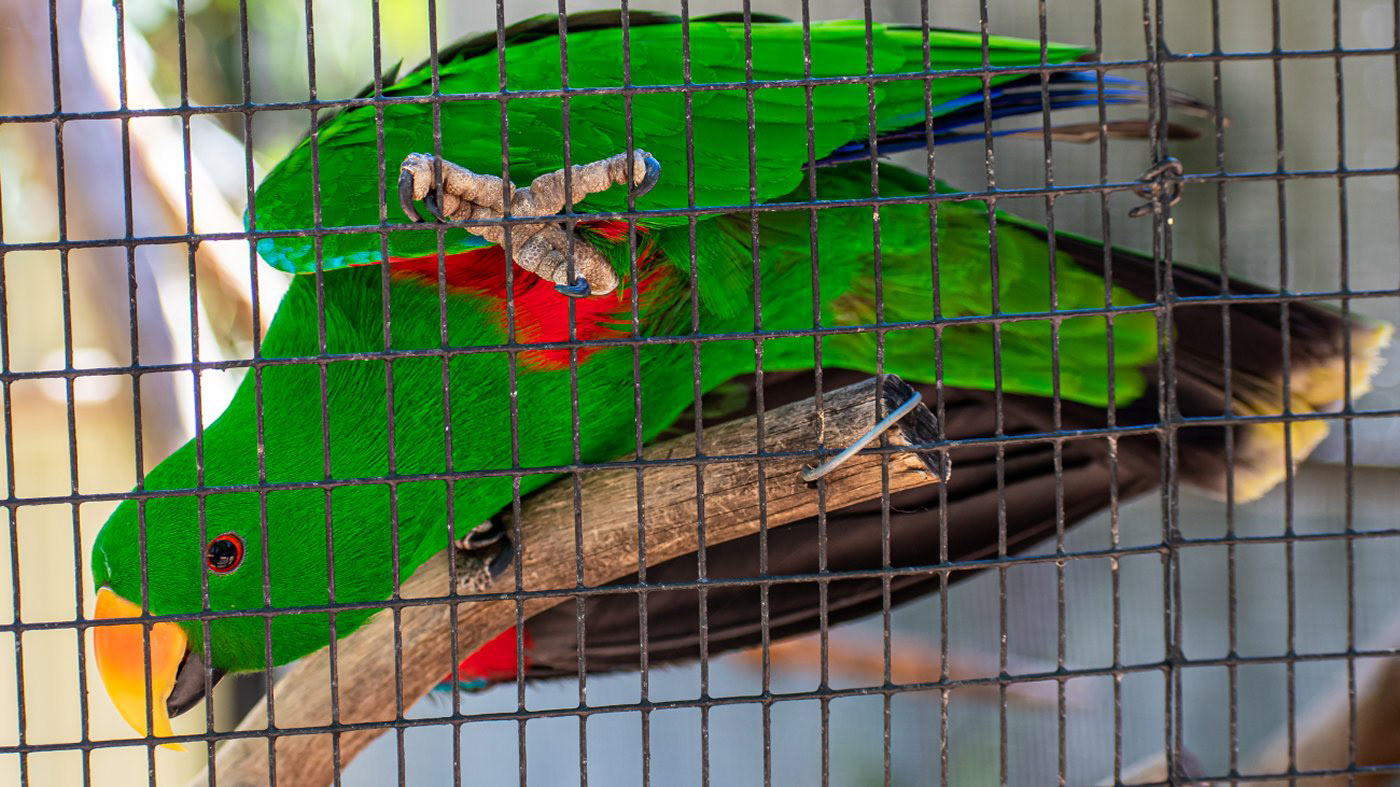 Eclectus parrot