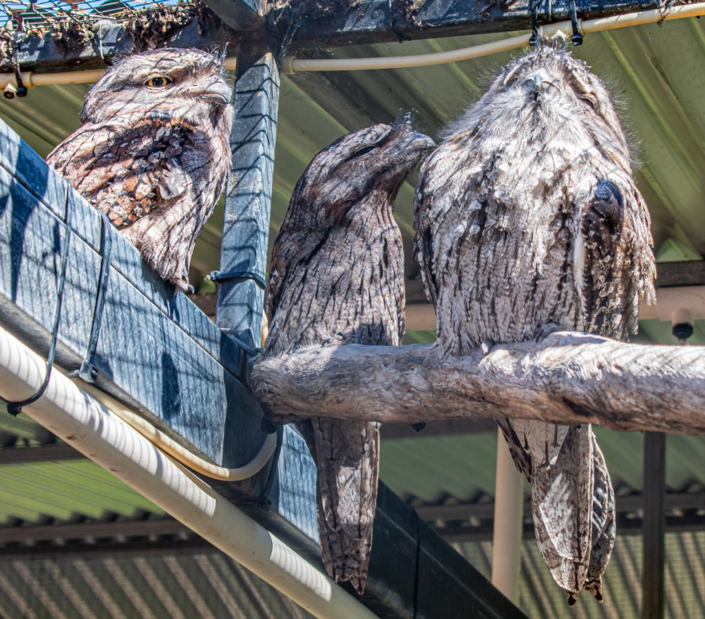 Tawny Frogmouth