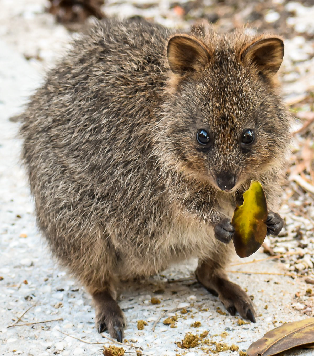 Young Quokka
