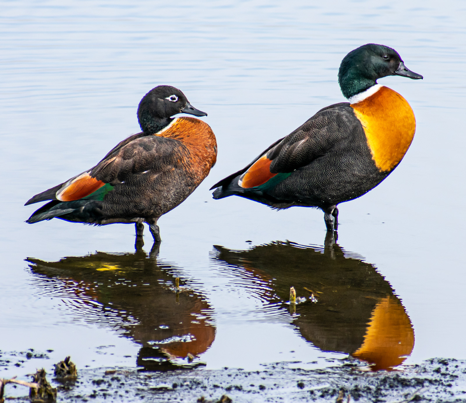 Australian Shelduck