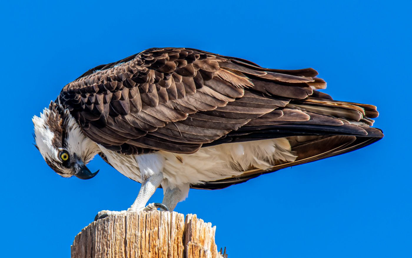 Osprey