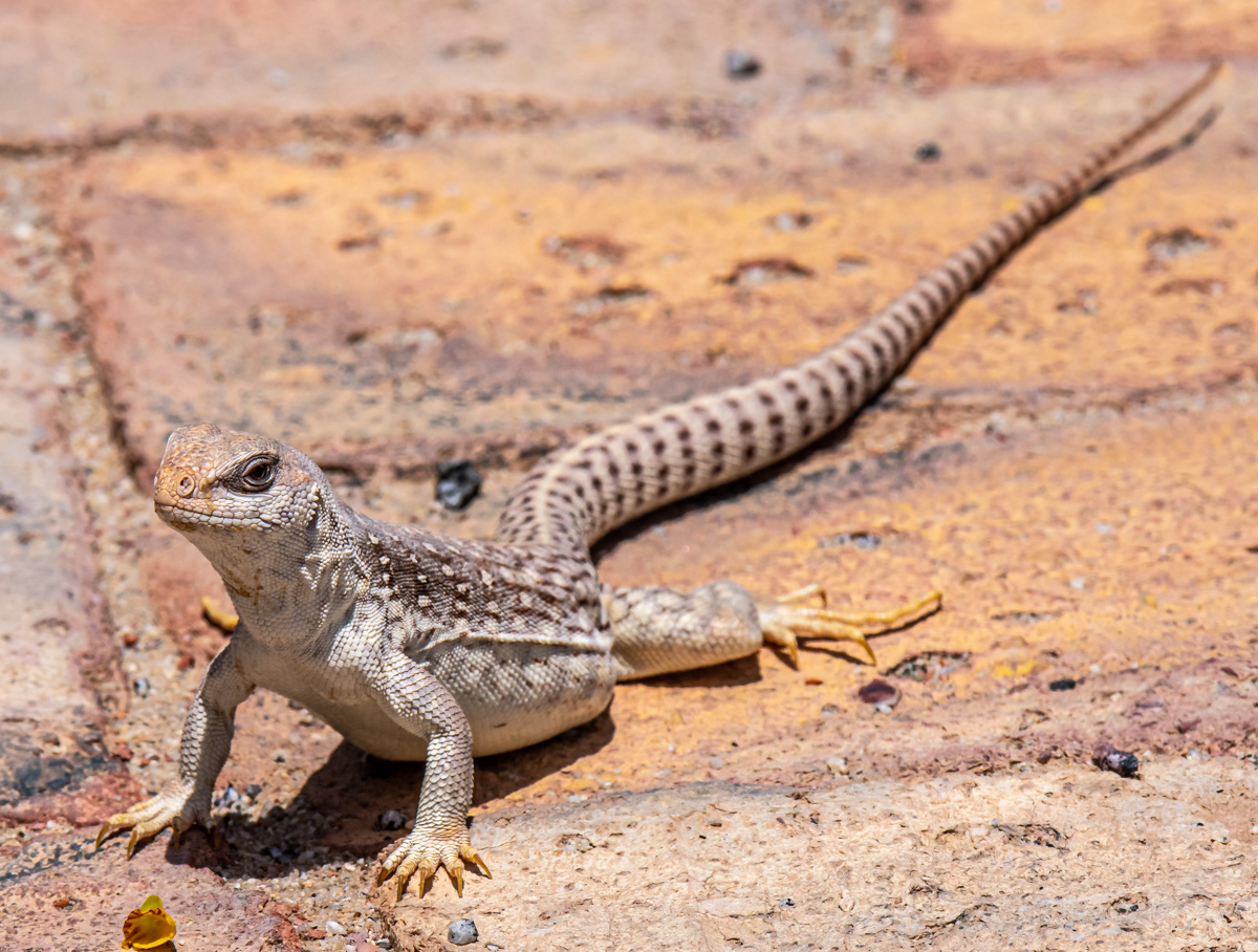 Desert Iguana.