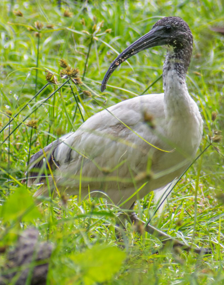 Australian Ibis