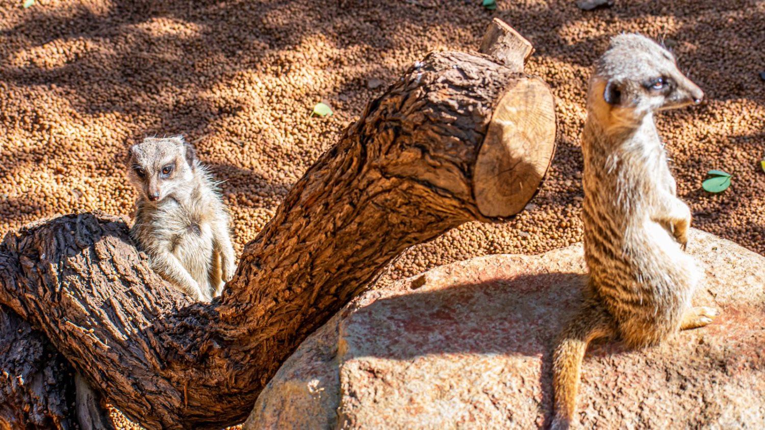 Slender Tailed Meerkat