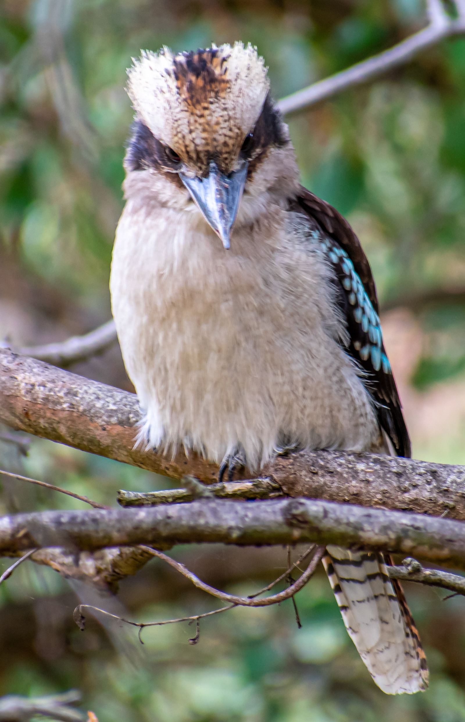 Laughing Kookaburra