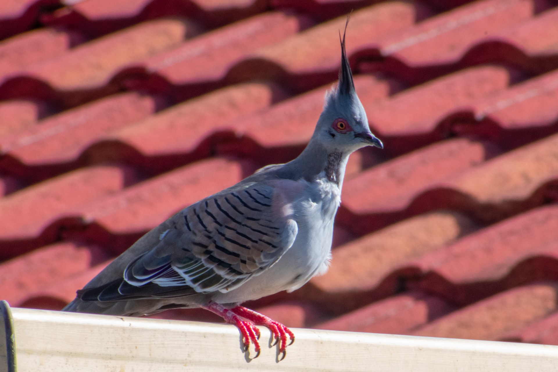 Australian Crested Pigeon